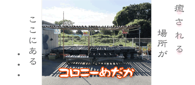 めかだメイン