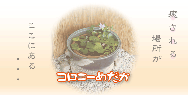 めかだメイン